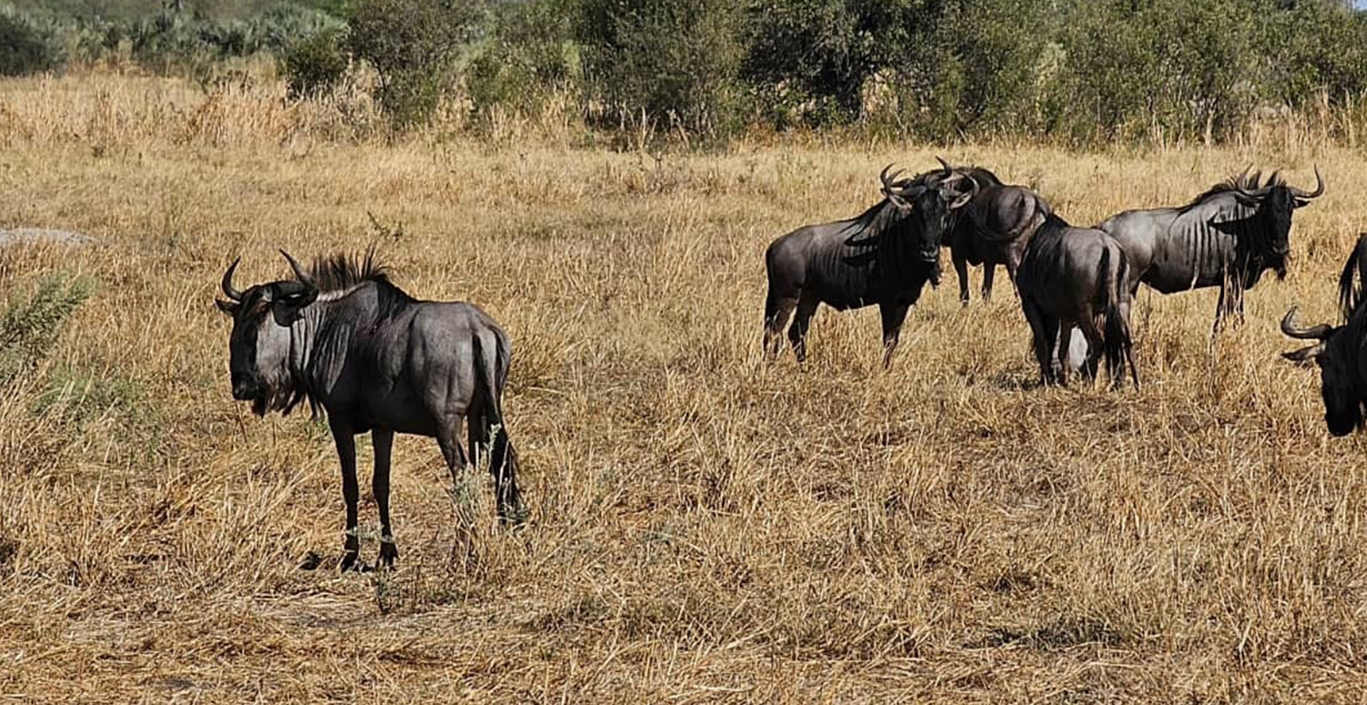 Nine-Day Safari - Nxai Pan, Elephant Sands & Chobe 