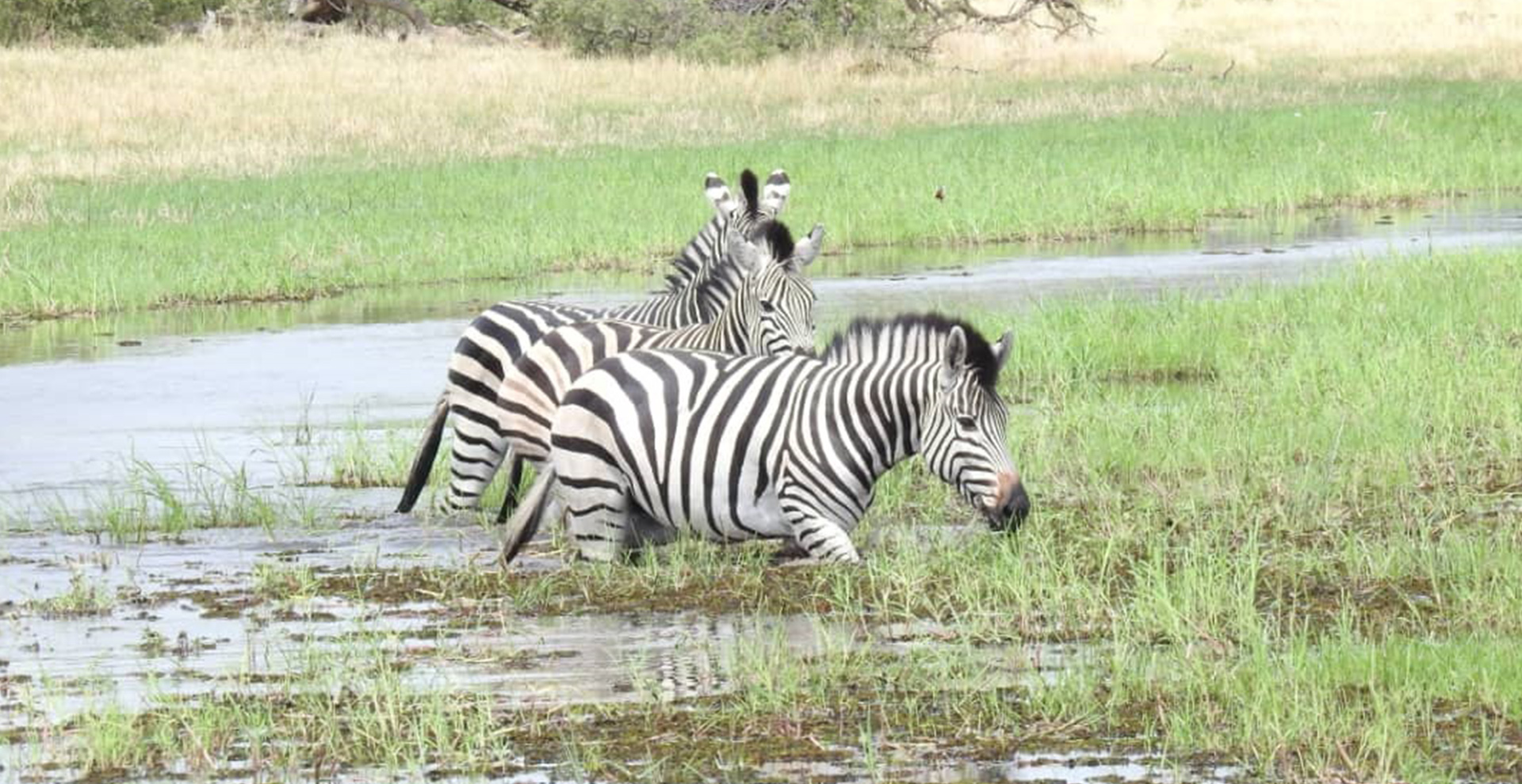 Six-Day Zebra Migration Safari: Nxai Pan & Khumaga (6 Days/5 Nights)