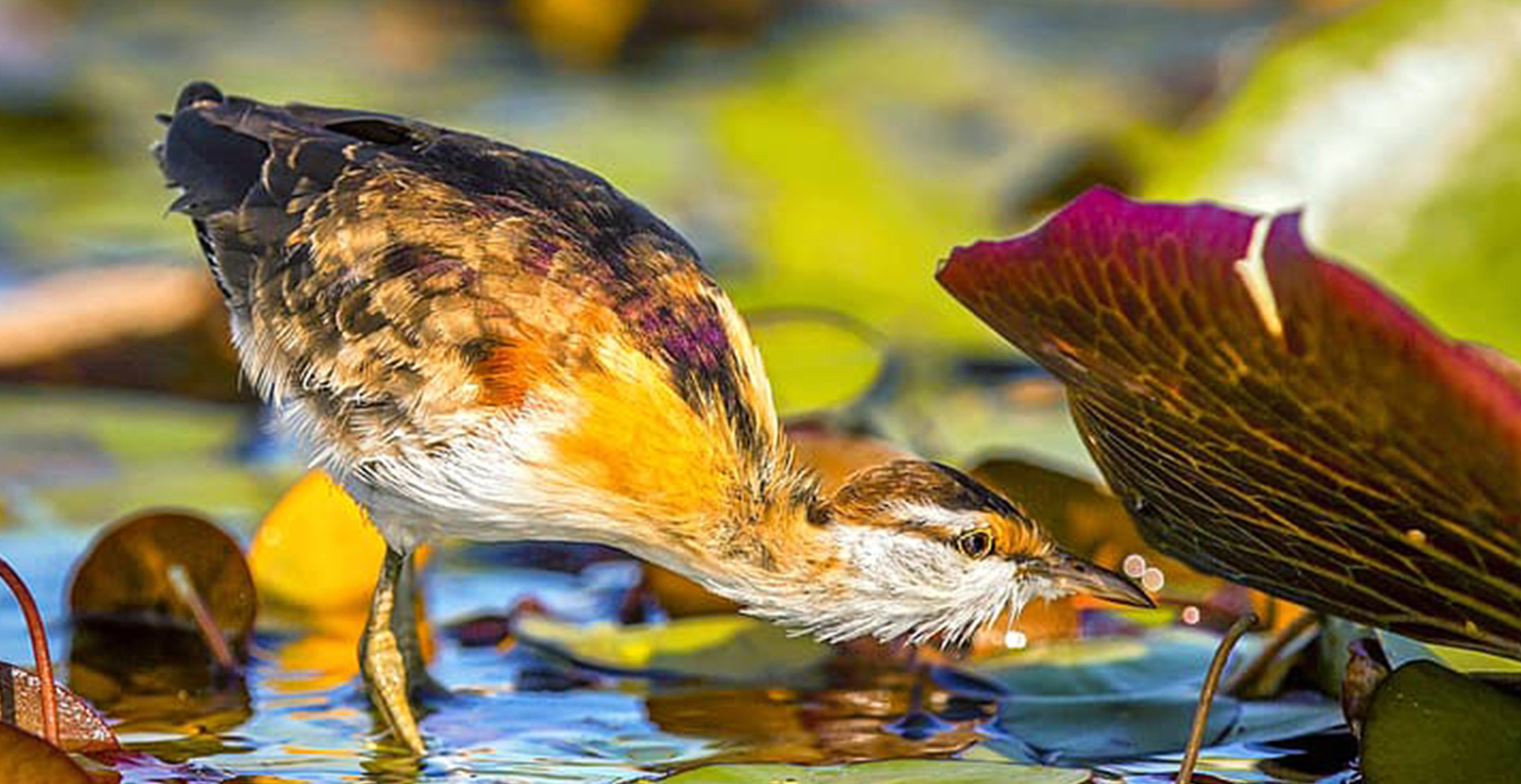 Three-Day Chobe Riverfront Safari (3 Days/2 Nights)