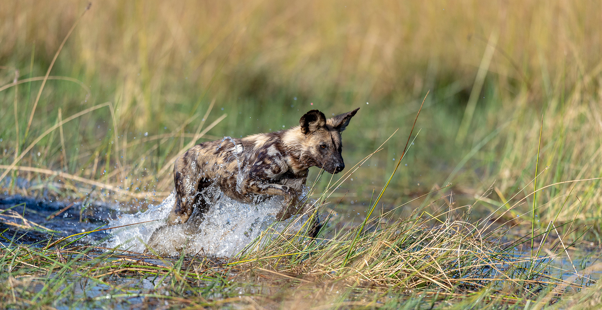 Three-Day Khwai Concession Exploration (4 Days/3 Nights Safari)