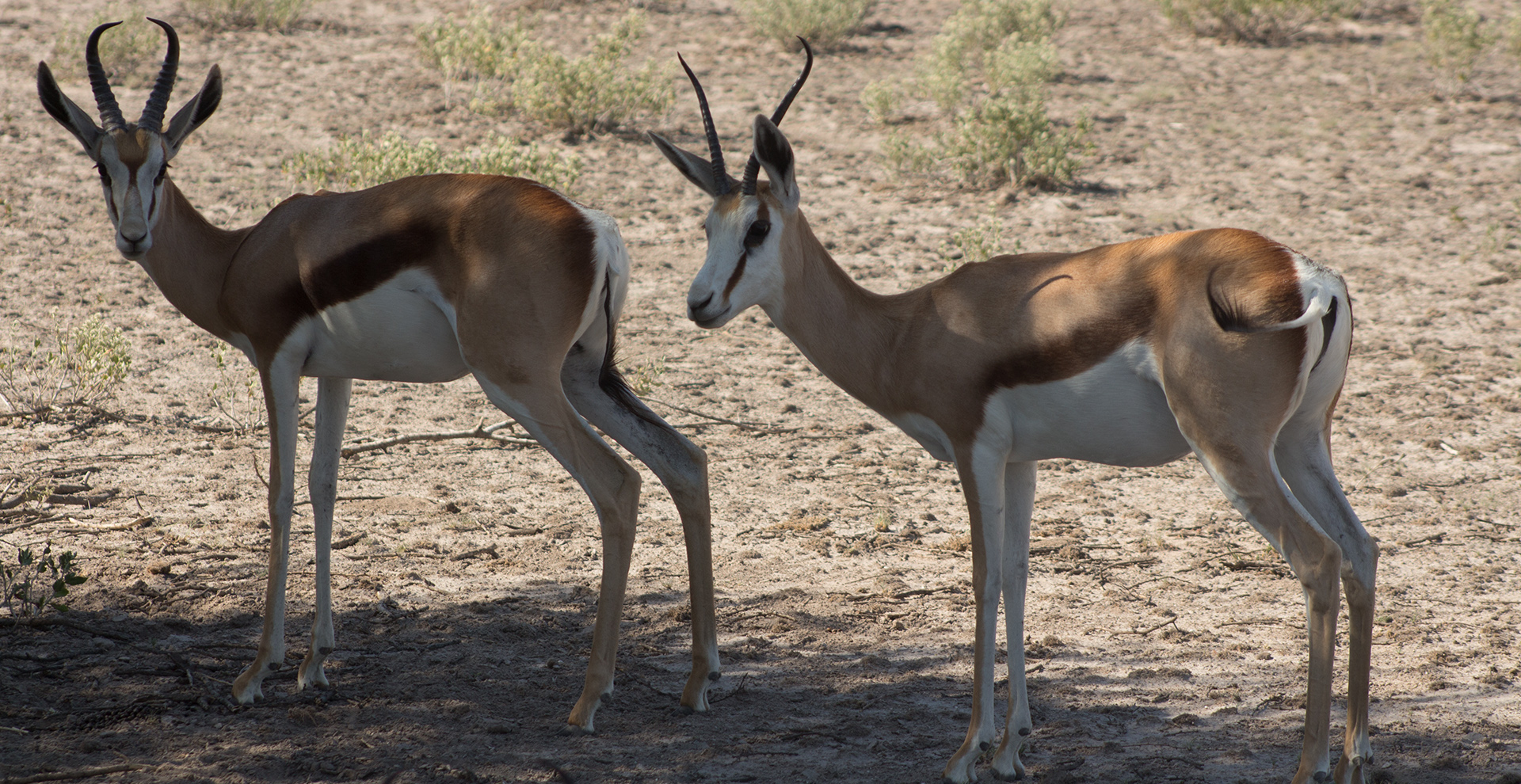 Meerkat-Focused Tour: Gweta & Nxai Pan (6 Days/5 Nights)