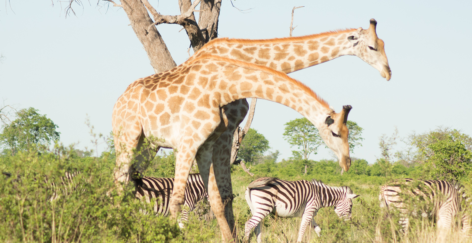 3 Days Moremi Game Reserve + 3 Days Khwai Concession (7 Days/6 Nights)
