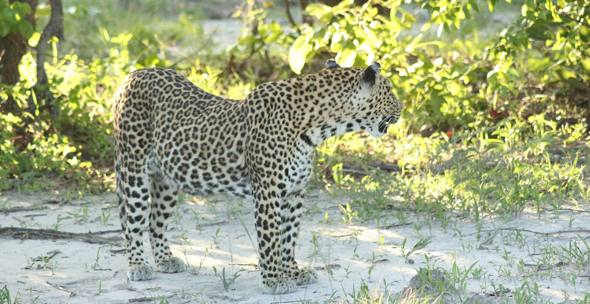Eight-Day Northern Botswana 