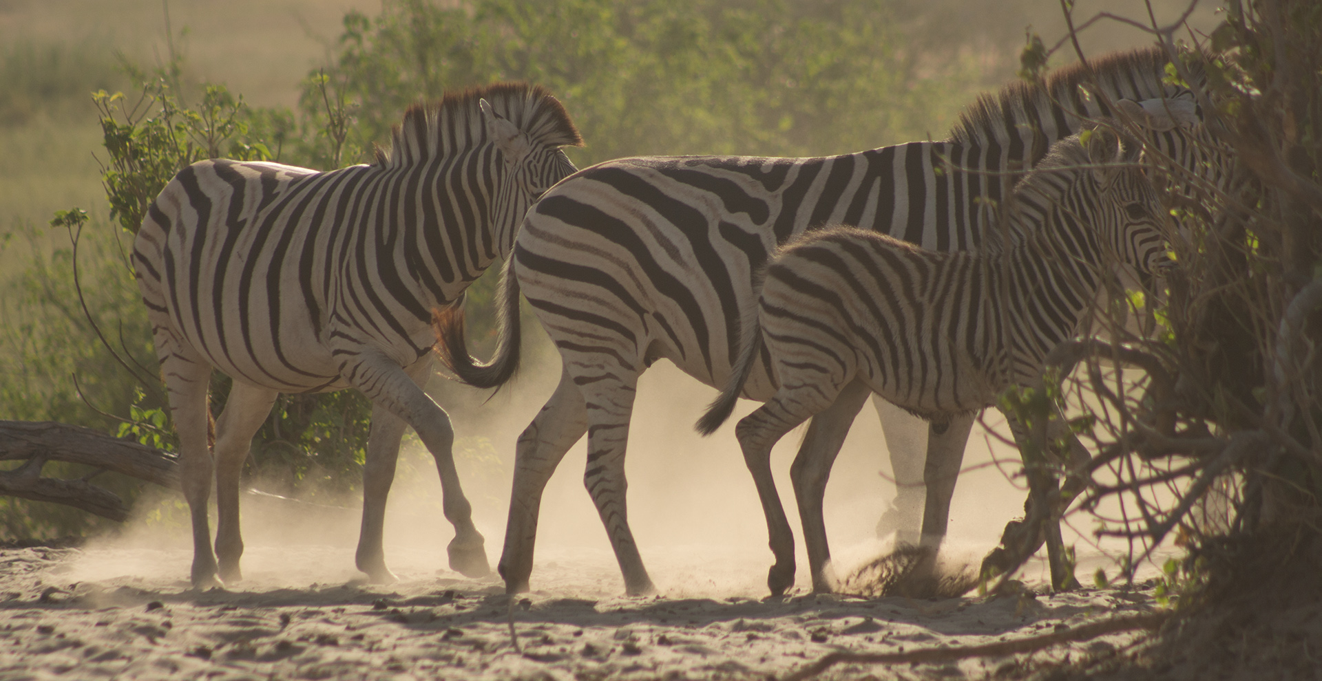 Seven-Day Safari-Khumaga (Makgadikgadi Pans) & Central Kalahari Game Reserve 