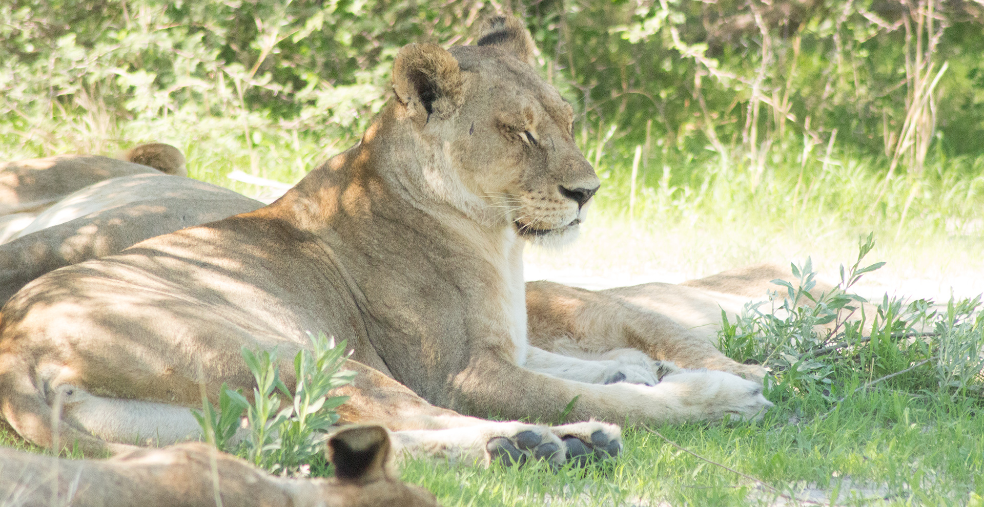Six-Night Safari- Savuti and Mababe Depression 