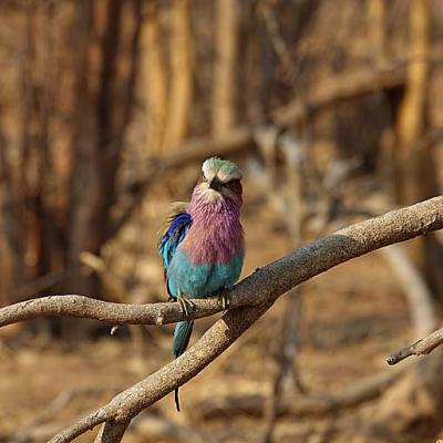 Forked Roller Bird Africa Botswana3