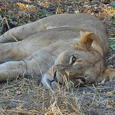 Lion Resting3